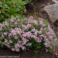 Close-up of Yuki Cherry Blossom® Deutzia's clear pink flowers and lush green foliage