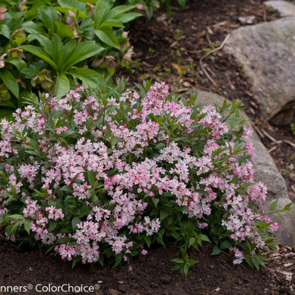 Close-up of Yuki Cherry Blossom® Deutzia's clear pink flowers and lush green foliage