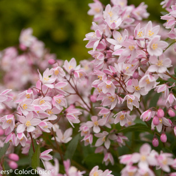 Yuki Cherry Blossom® Deutzia used as ground cover, adding vibrant color to a garden