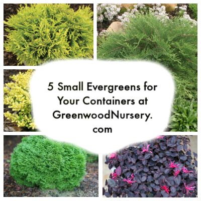 5 small evergreen plants for your containers at GreenwoodNursery.com