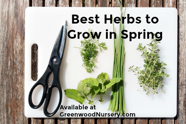 Best Herbs to Grow in Spring for Kitchen Gardens