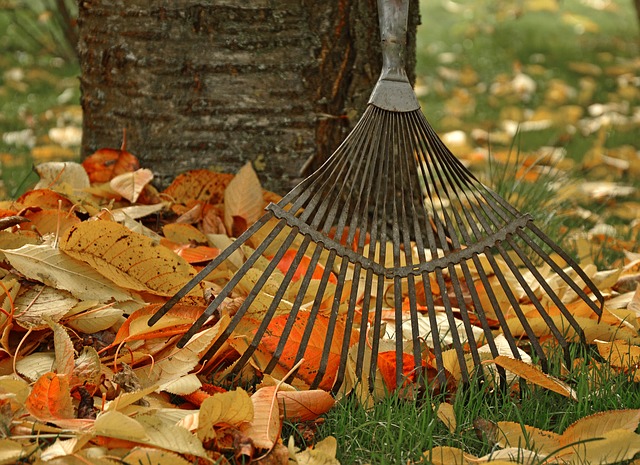 raking fall leaves gardening