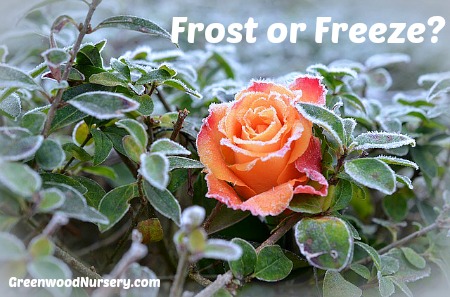 difference between frost and freeze