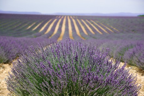 lavender fields ready for harvest