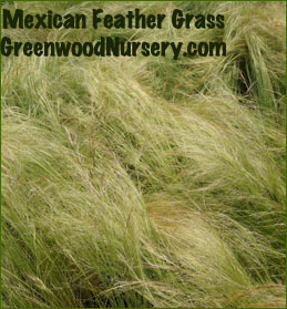 mexican feather grass in mass landscape
