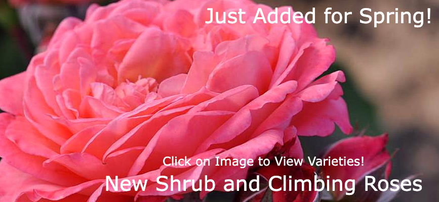 Greenwood Nursery New Rose Shrubs and Climbers!