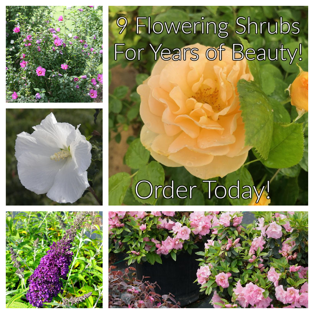 9 flowering shrubs to plant for years of beauty in your yard