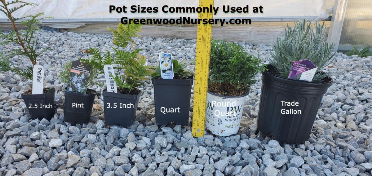 Pot sizes used at GreenwoodNursery.com