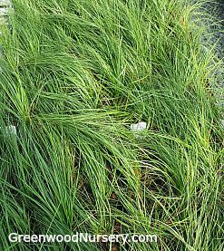 Prairie Dropseed Grasses in greenhouse