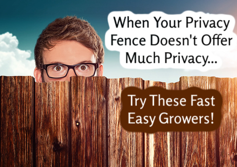 Fast Easy Shrubs for Privacy Fence