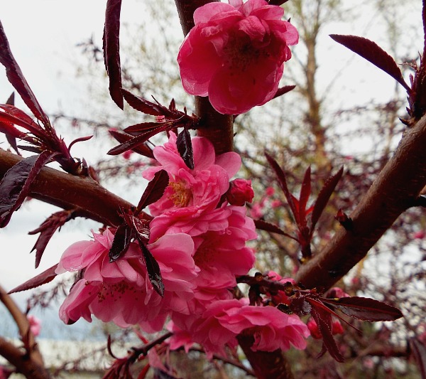 Prunus persica Weeping Peach Flowers in spring