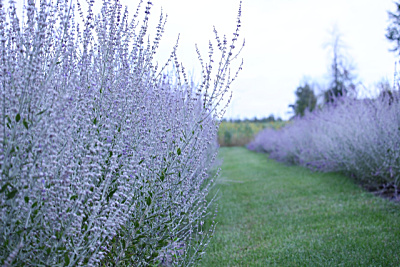 russian sage in flower as a low growing hedge