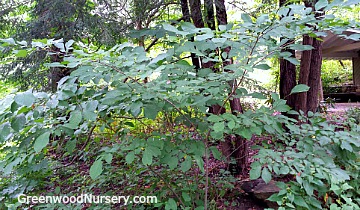Native Lindera Spicebush Shrub is home shrub for butterflies and caterpillars