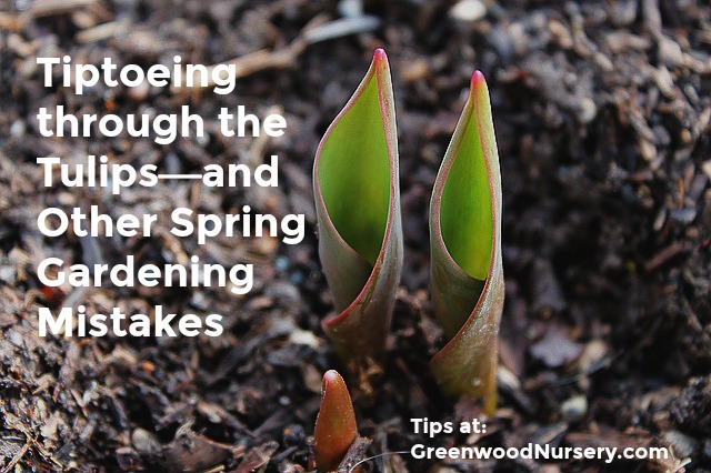 spring gardening tips - don't make these mistakes