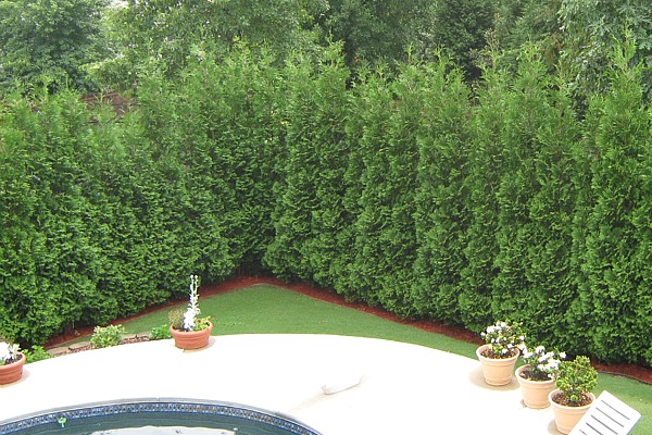 Fastest Growing Privacy Hedge Tree! On Sale Now! - Thuja%20American%20Pillar%20Fast%20Growing%20Privacy%20HeDge 0