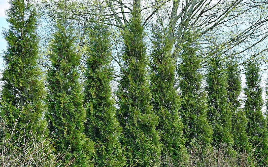 Fastest Growing Evergreen Hedge Tree - American Pillar Arborvitae!