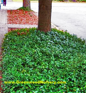vinca minor evergreen groundcover under tree city street