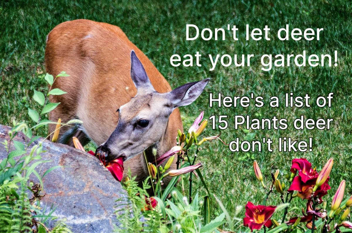 15 plants that deer don't like - deer eating flowers