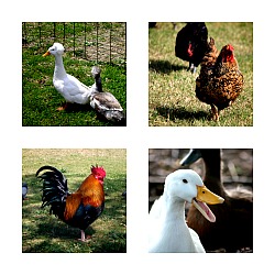 Chicken and Duck Breeds that Live Well Together in Small ...