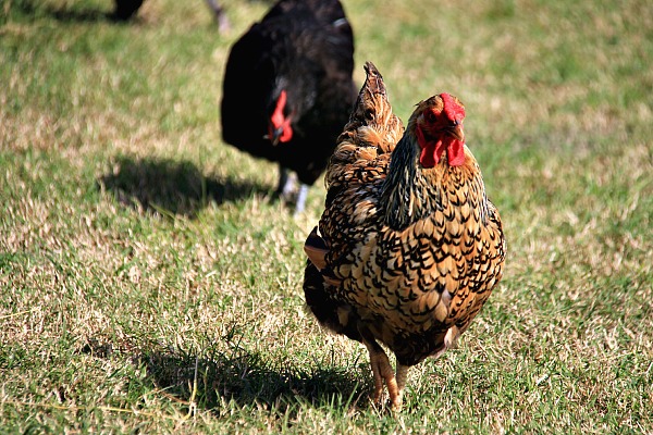 Integrating Chickens into the Garden Area