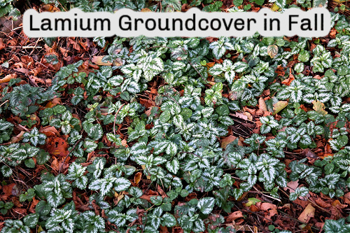 lamium groundcover in fall - green leaves with white interior color with leaves on the ground