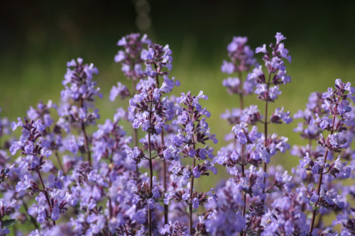 nepeta flowers - plants that thrive in summer months