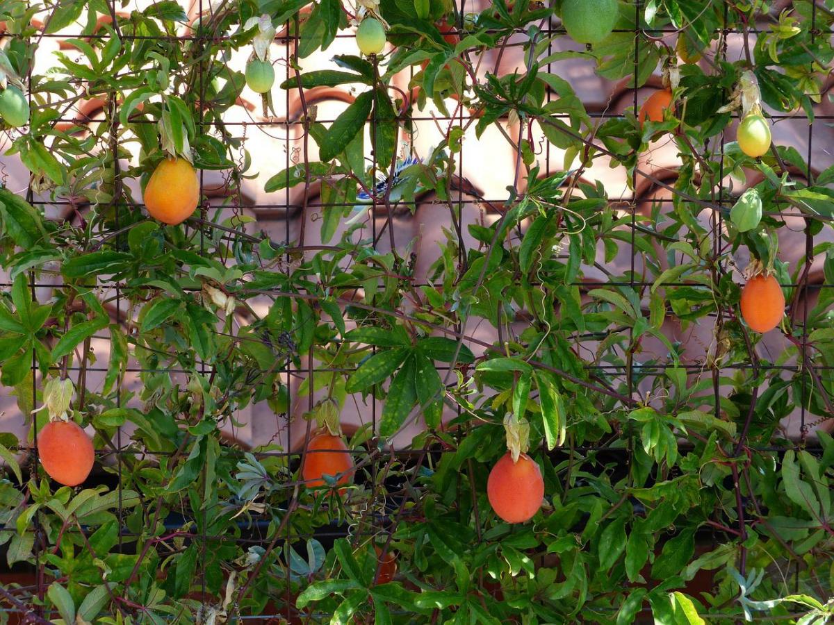 passion fruits growing on trellis