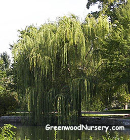 Babylonica Weeping Willow
