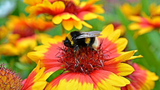 picture of bees on bee friendly native plants
