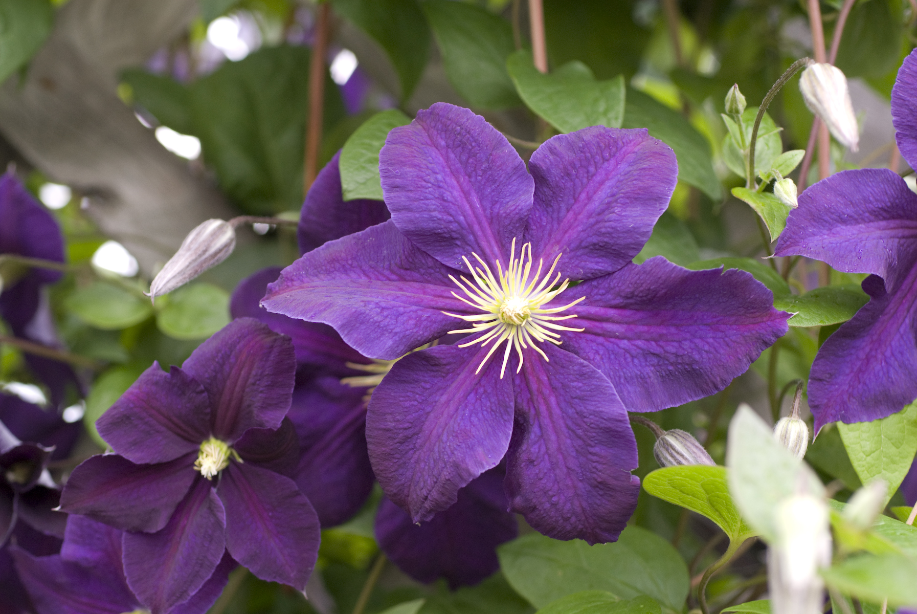 Jackmanii Clematis Purple Flowering Vines