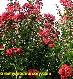 Country Red Crape Myrtles