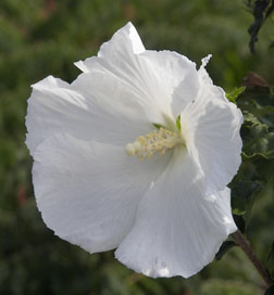 ROSE OF SHARON ~White-Diana~ Hibiscus Syriacus 20+Perennial Seeds 