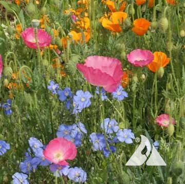 Dry Region Wildflower Seed Mix