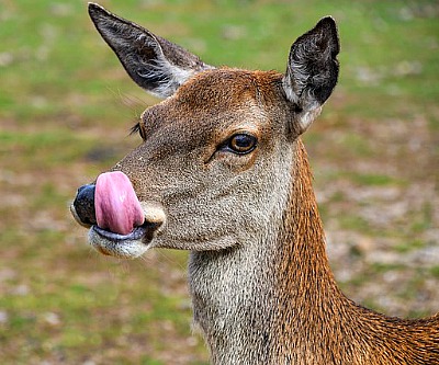 Deer-A-Tak Deer Repellent Program