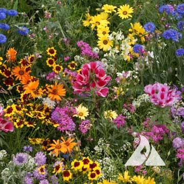 Low Growing Wildflower Seed Mix
