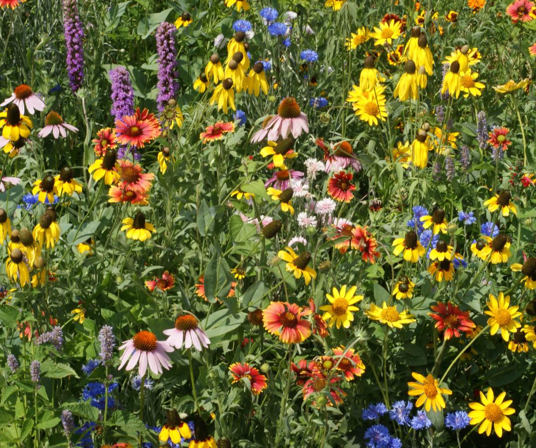 Mid-West Wildflower Seed Mix