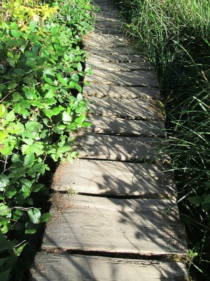 path with wood walk