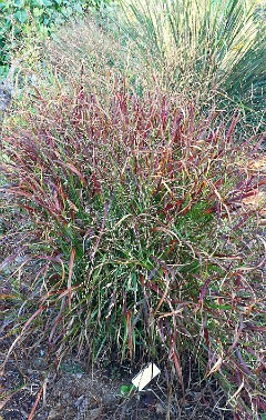 shenandoah grass, native switch grass