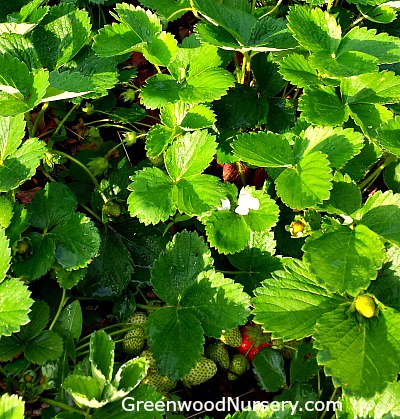 Strawberry Plants in the Garden