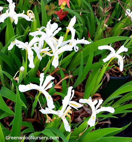 Tennessee White Crested Iris