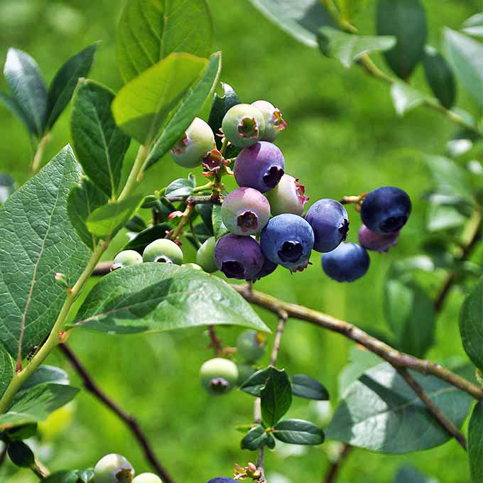 Brightwell Blueberry Bushes