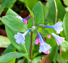 virginia bluebells, blue flowering wildflowers, native perennials