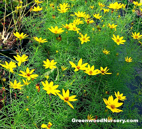 Zagreb Coreopsis Yellow Flowering Perennials