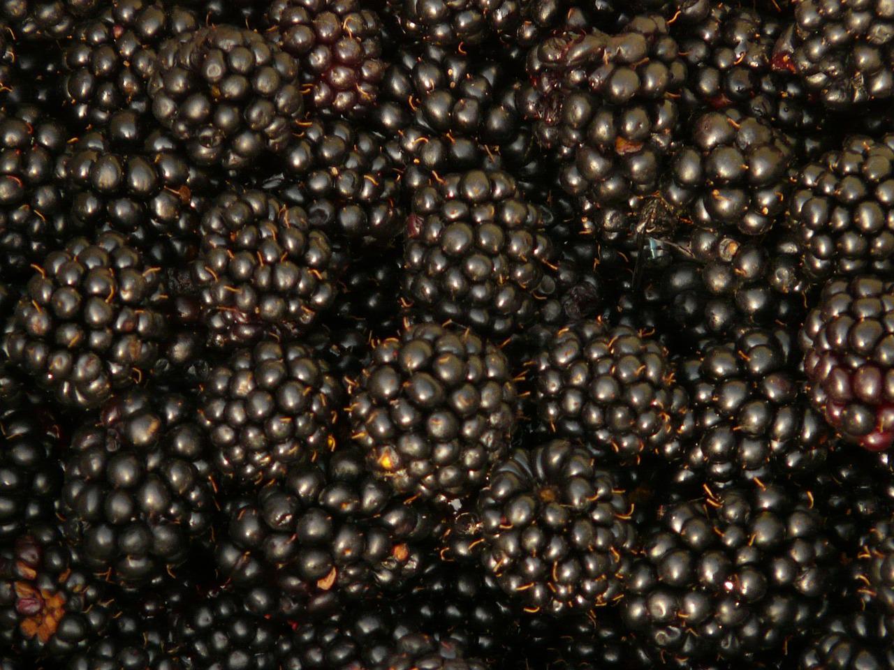 Arapaho Blackberry Plants Tissue Culture