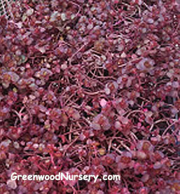 Sedum Dragon S Blood Red Greenwood Nursery