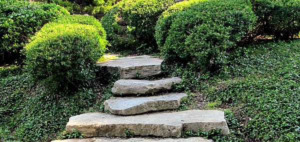 hillside with ground cover, garden slope with ground cover