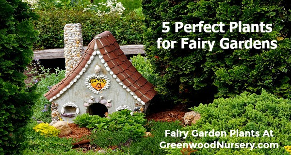 A Fairy Garden With These 5 Plants, What Plants Are Good For A Fairy Garden
