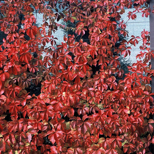 Red Wall Virginia Creeper