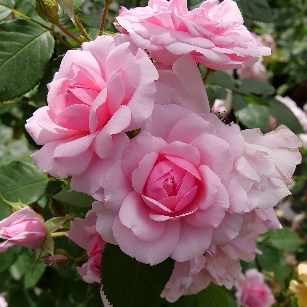 Pink Rose | Greenwood Nursery