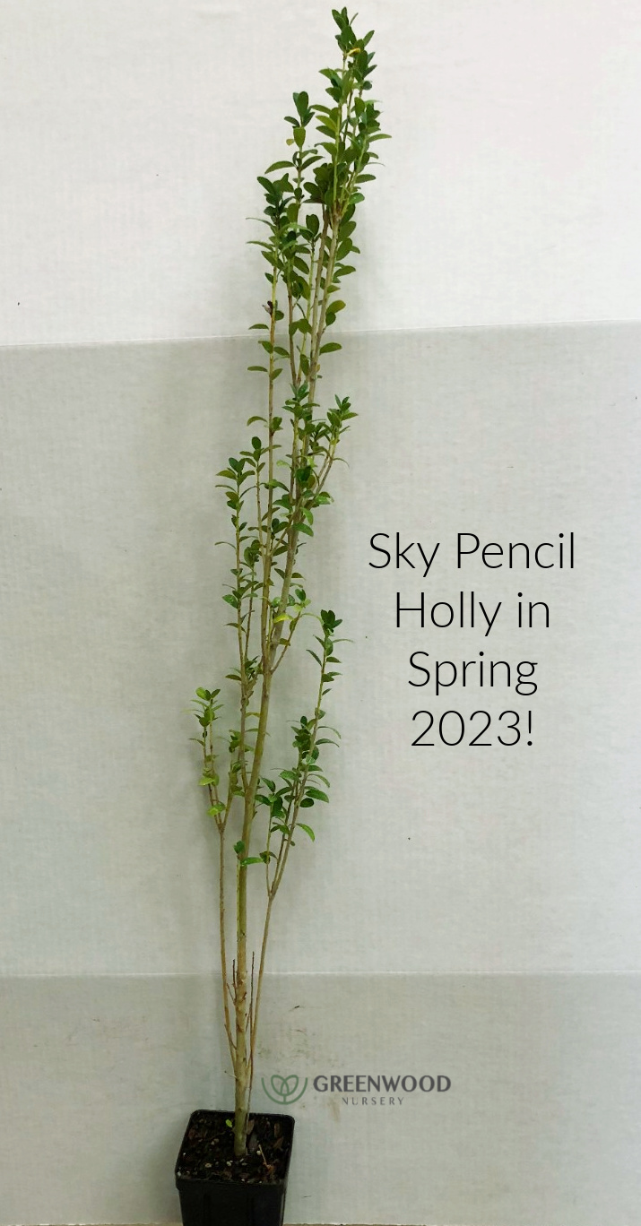 Sky Pencil Holly
